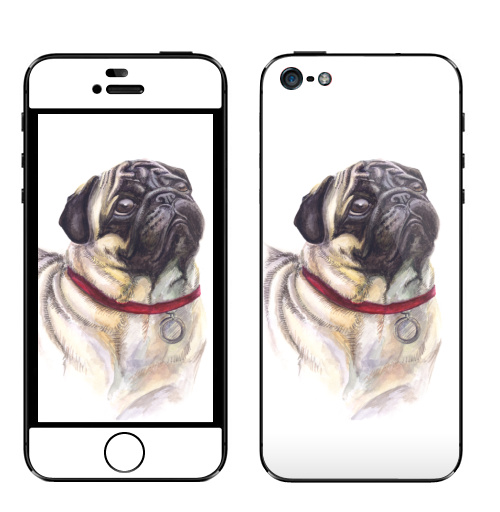 Наклейка на Телефон Apple iPhone 5 Мопс смотрит,  купить в Москве – интернет-магазин Allskins, собаки, грустный, смотрит, глаз, Мопс