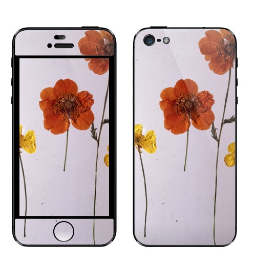 Наклейка на Телефон Apple iPhone 5 Ромашки,  купить в Москве – интернет-магазин Allskins, цветы, ромашки, фотография, натуральное, без фотошопа