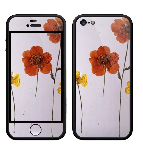 Наклейка на Телефон Apple Бампер на iPhone 5, 5S Ромашки,  купить в Москве – интернет-магазин Allskins, цветы, ромашки, фотография, натуральное, без фотошопа