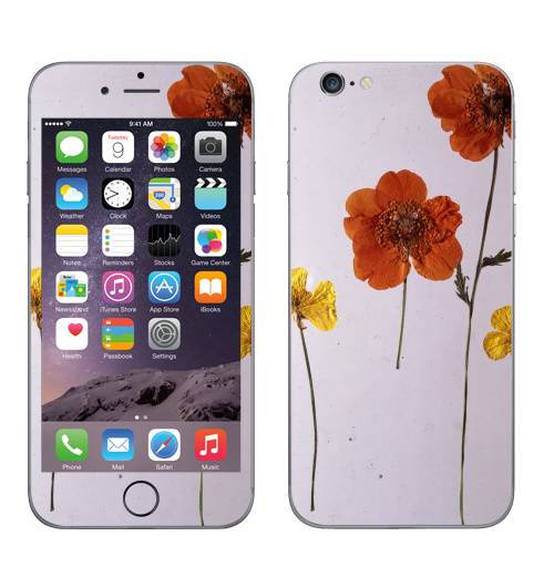 Наклейка на Телефон Apple iPhone 6, 6s Ромашки,  купить в Москве – интернет-магазин Allskins, цветы, ромашки, фотография, натуральное, без фотошопа