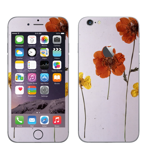 Наклейка на Телефон Apple iPhone 6 с яблоком Ромашки,  купить в Москве – интернет-магазин Allskins, цветы, ромашки, фотография, натуральное, без фотошопа