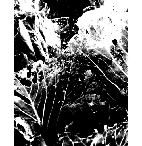 Наклейка на Планшет Apple iPad Pro 11 (2nd Gen) 2020 A2228 Растительное,  купить в Москве – интернет-магазин Allskins, черно-белое, лесной, природа, листья, Темная, черный, графика, растительный, растение