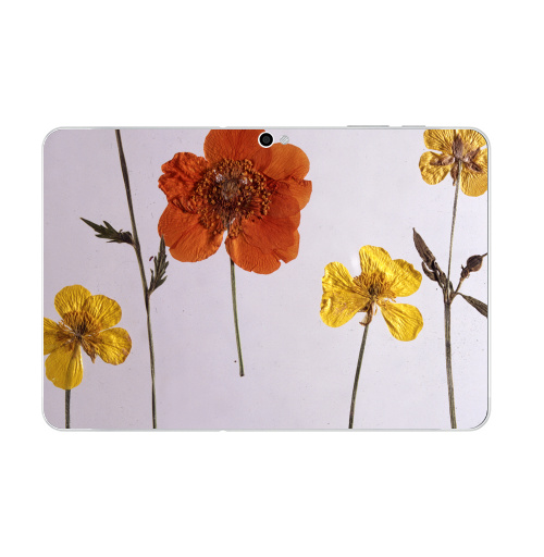 Наклейка на Планшет Samsung Galaxy Tab 10.1 (P7500) Ромашки,  купить в Москве – интернет-магазин Allskins, цветы, ромашки, фотография, натуральное, без фотошопа