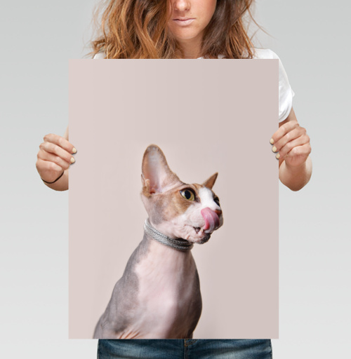 Фотография футболки Кот-сексапил