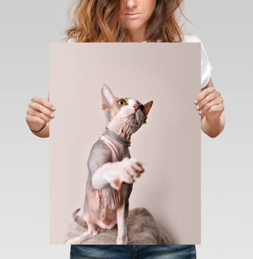 Фотография футболки Кот-рэпер