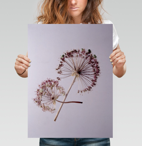 Фотография футболки Allium / Аллиум сухие соцветия на светлом легком фоне тихого уходящего вечера
