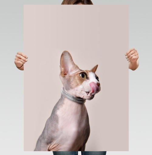 Фотография футболки Кот-сексапил