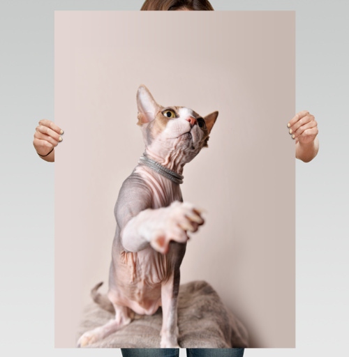 Фотография футболки Кот-рэпер