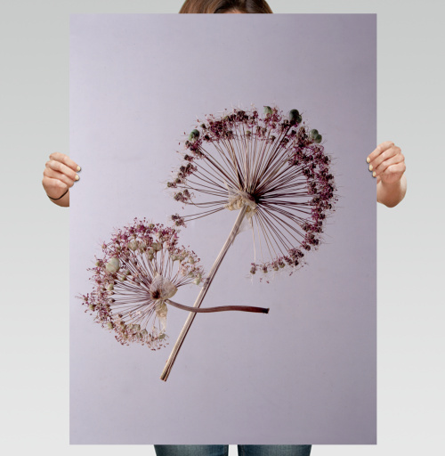 Фотография футболки Allium / Аллиум сухие соцветия на светлом легком фоне тихого уходящего вечера