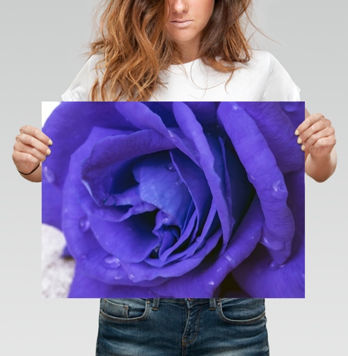 Фотография футболки Синяя роза