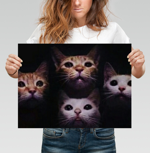 Фотография футболки Кошачая рапсодия