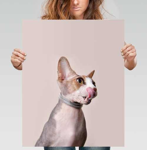 Фотография футболки Кот-сексапил