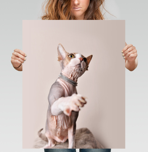 Фотография футболки Кот-рэпер