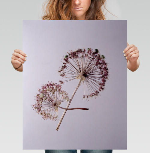 Фотография футболки Allium / Аллиум сухие соцветия на светлом легком фоне тихого уходящего вечера