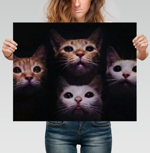Фотография футболки Кошачая рапсодия